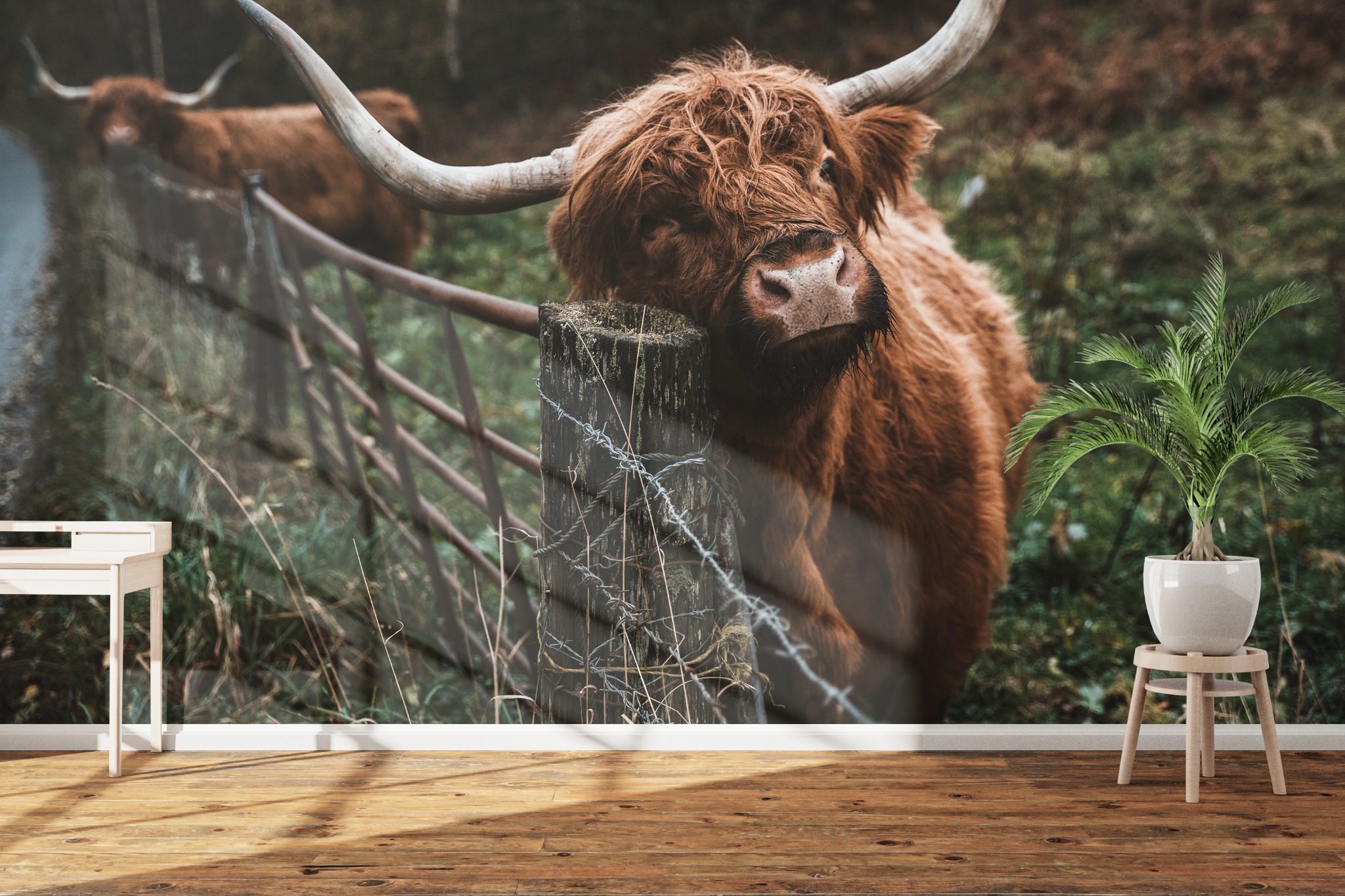 Naadloos fotobehang Schotse Hooglander